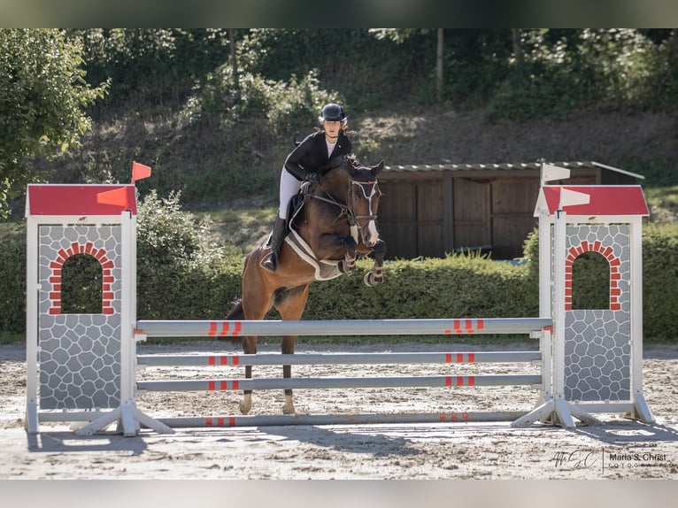 Hanoverian Mare 7 years 16,1 hh Smoky-Black in Fränkisch-Crumbach