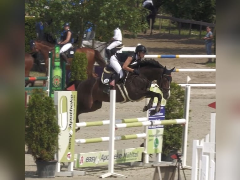 Hanoverian Mare 7 years 16,1 hh Smoky-Black in Fränkisch-Crumbach
