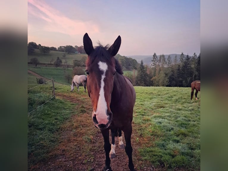 Hanoverian Mare 7 years 16,2 hh Bay-Dark in Weil am Rhein