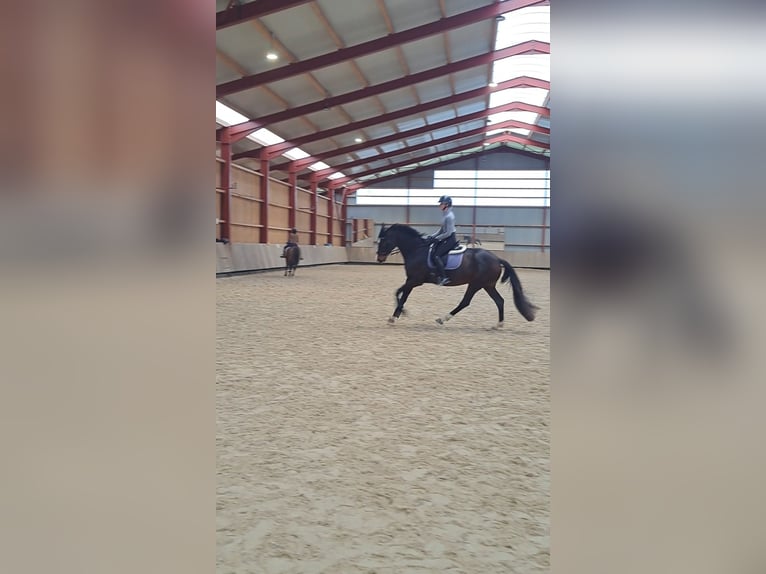 Hanoverian Mare 7 years 16,2 hh Bay-Dark in Weil am Rhein