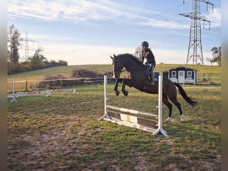 Hanoverian Mare 7 years 16,2 hh Bay-Dark in Weil am Rhein