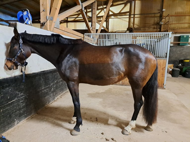 Hanoverian Mare 7 years 16,2 hh Bay-Dark in Weil am Rhein