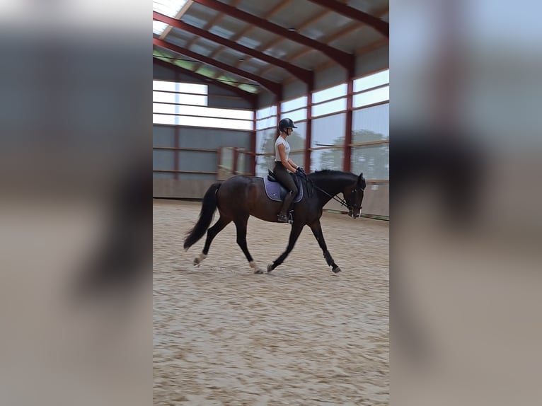Hanoverian Mare 7 years 16,2 hh Bay-Dark in Weil am Rhein
