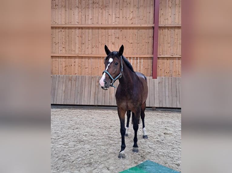 Hanoverian Mare 7 years 16,2 hh Bay-Dark in Weil am Rhein