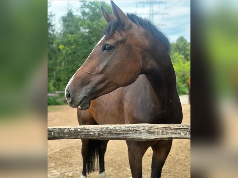 Hanoverian Mare 7 years 16,2 hh Bay-Dark in Weil am Rhein