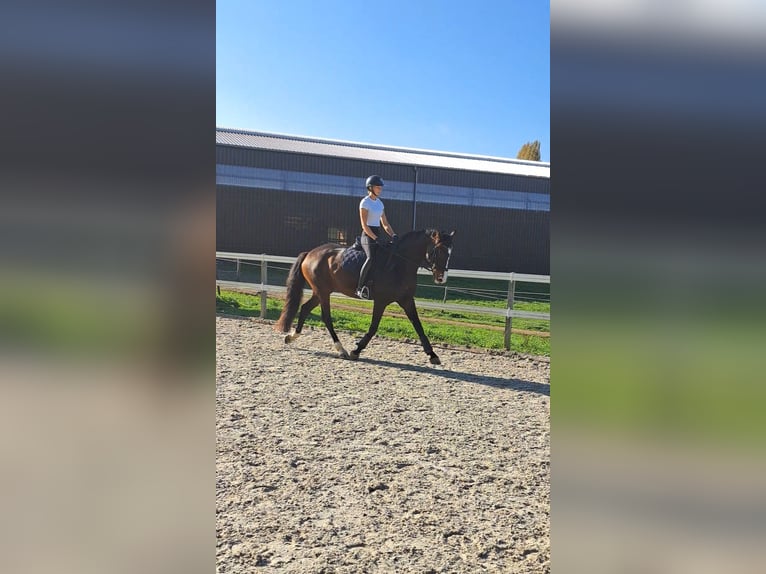 Hanoverian Mare 7 years 16,2 hh Bay-Dark in Weil am Rhein