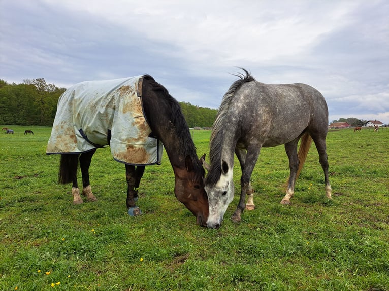 Hanoverian Mare 7 years 16,2 hh Bay-Dark in Weil am Rhein
