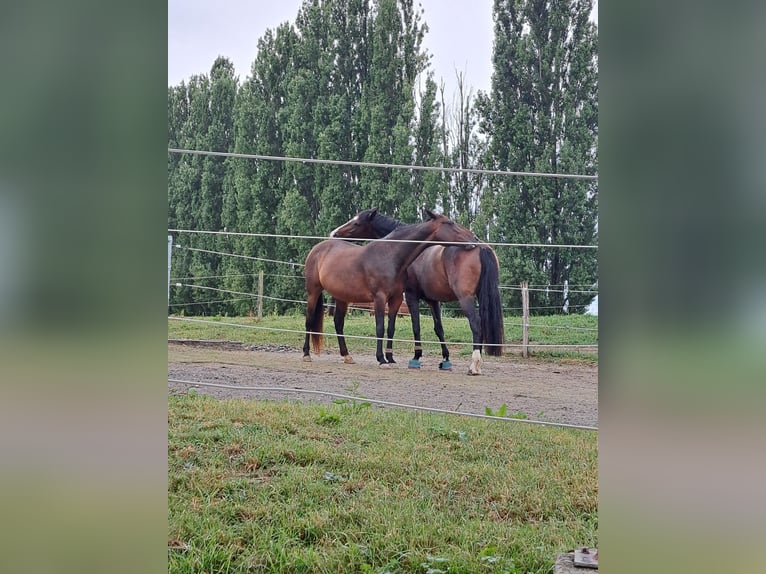 Hanoverian Mare 7 years 16,2 hh Bay-Dark in Weil am Rhein