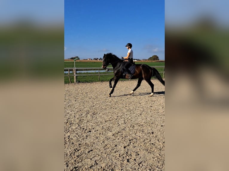 Hanoverian Mare 7 years 16,2 hh Bay-Dark in Weil am Rhein