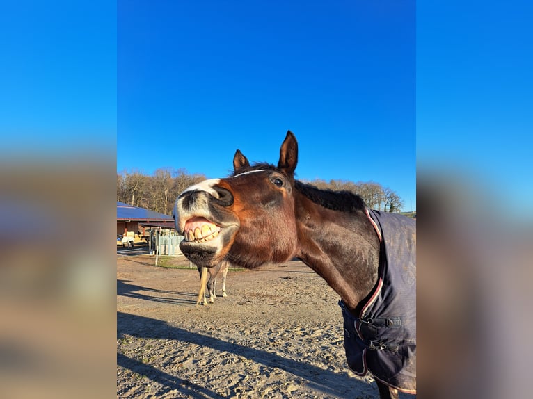 Hanoverian Mare 7 years 16,2 hh Bay-Dark in Weil am Rhein