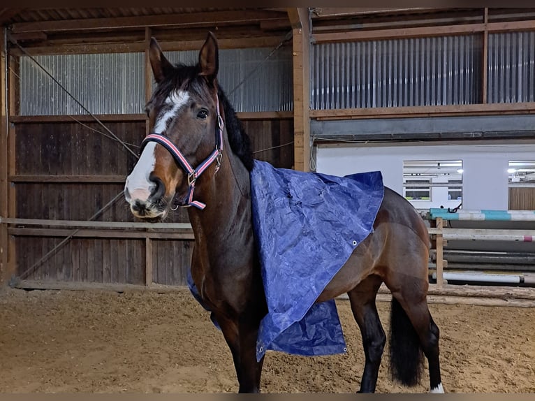 Hanoverian Mare 7 years 16,2 hh Bay-Dark in Weil am Rhein