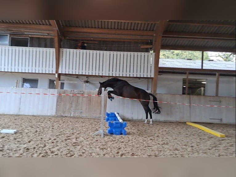 Hanoverian Mare 7 years 16,2 hh Bay-Dark in Weil am Rhein