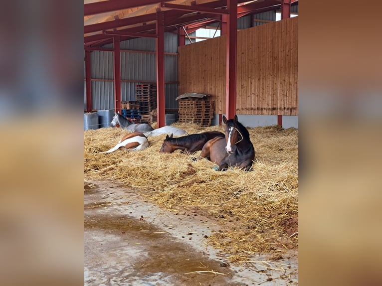 Hanoverian Mare 7 years 16,2 hh Bay-Dark in Weil am Rhein