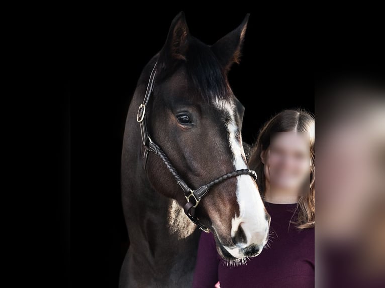 Hanoverian Mare 7 years 16,2 hh Bay-Dark in Weil am Rhein