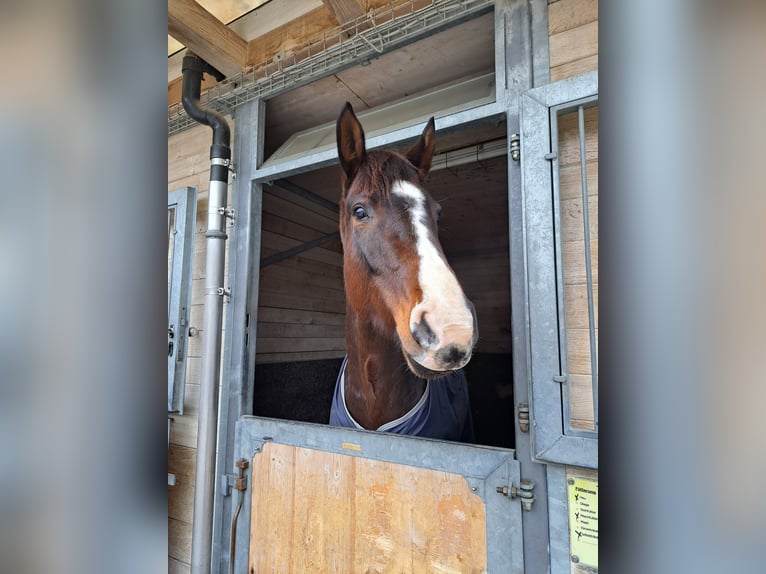 Hanoverian Mare 7 years 16,2 hh Bay-Dark in Weil am Rhein