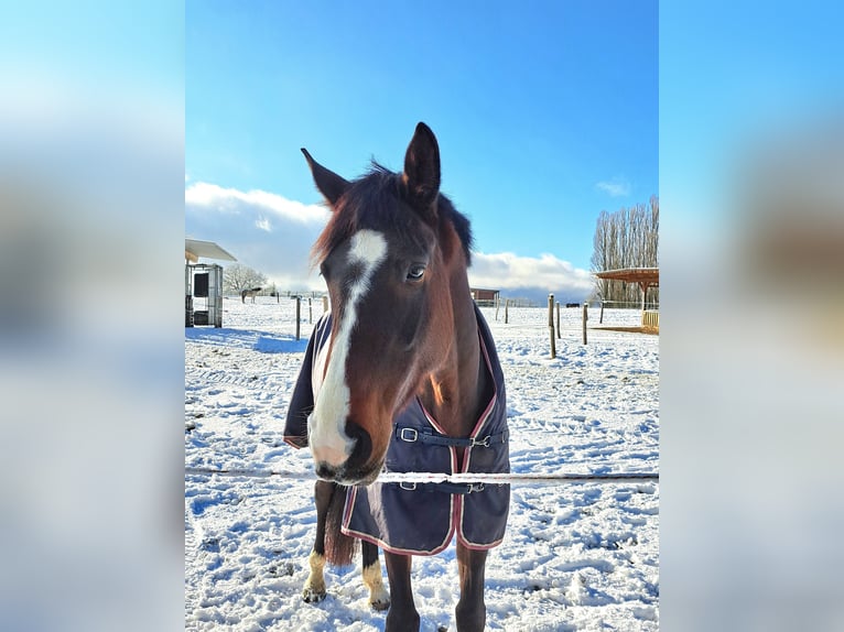 Hanoverian Mare 7 years 16,2 hh Bay-Dark in Weil am Rhein