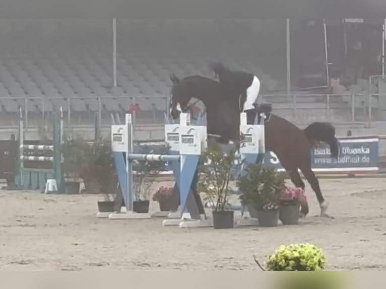 Hanoverian Mare 7 years 16,2 hh Bay-Dark in Siedenburg