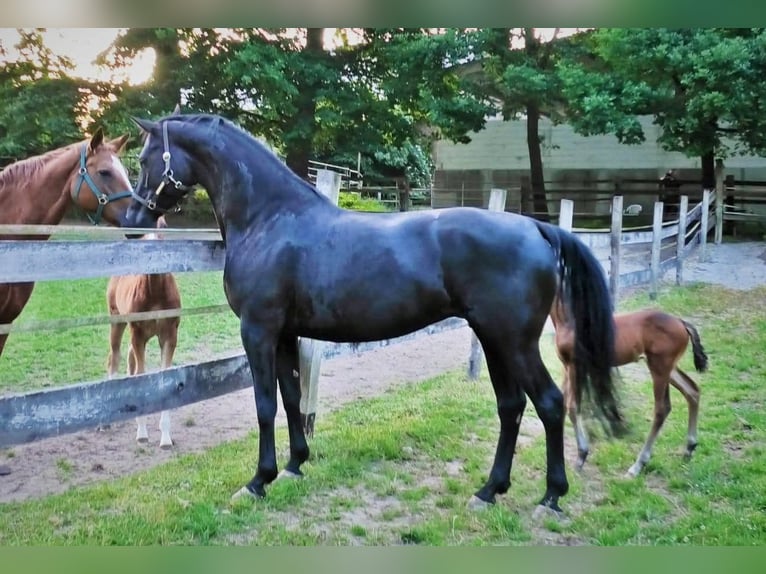 Hanoverian Mare 7 years 16,2 hh Black in Enger