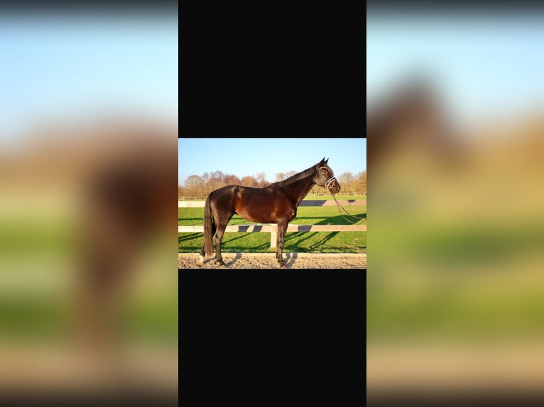 Hanoverian Mare 7 years 16,2 hh Black in Lübeck