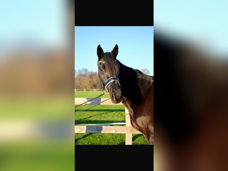 Hanoverian Mare 7 years 16,2 hh Black in Lübeck