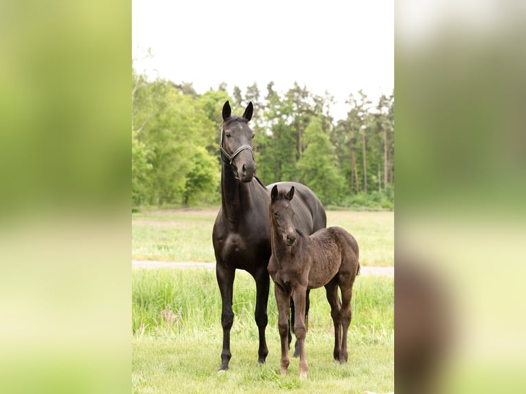 Hanoverian Mare 7 years 16,2 hh Black in Gifhorn