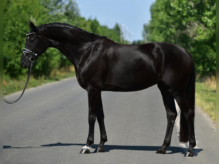 Hanoverian Mare 7 years 16,2 hh Black in Csabacs&#x171;d