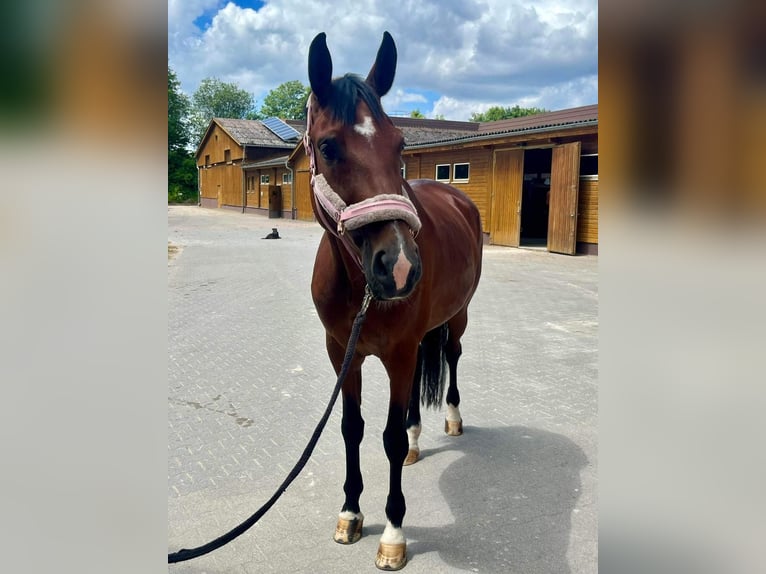 Hanoverian Mare 7 years 16,2 hh Brown in Burgdorf
