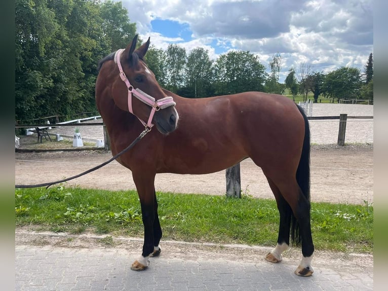 Hanoverian Mare 7 years 16,2 hh Brown in Burgdorf