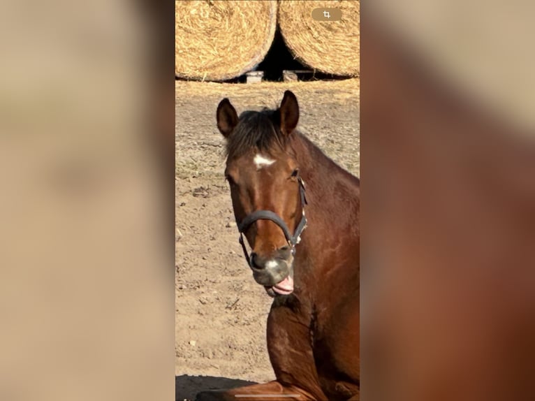 Hanoverian Mare 7 years 16,2 hh Brown in Langwedel