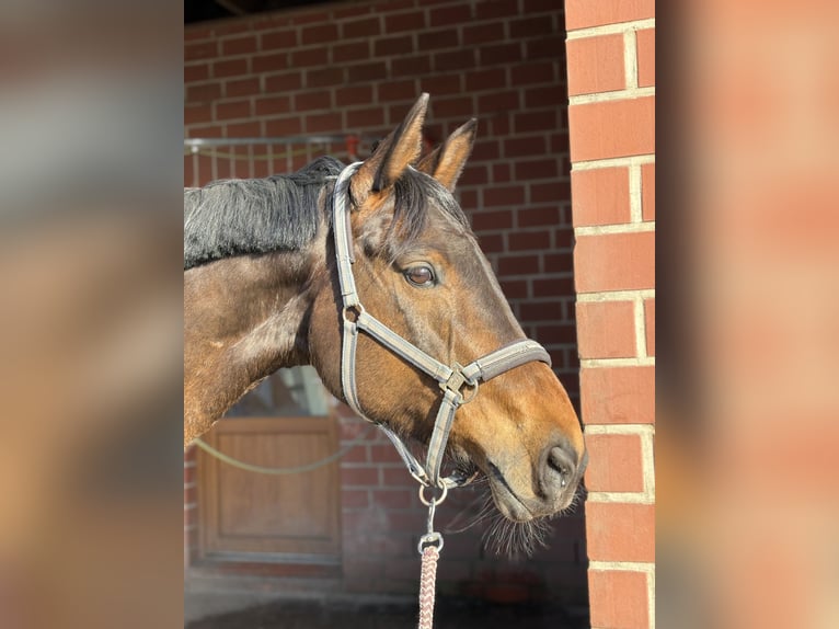 Hanoverian Mare 7 years 16,2 hh Brown in Radbruch