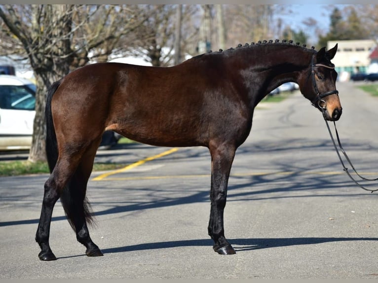 Hanoverian Mare 7 years 16,2 hh Brown in Debrecen