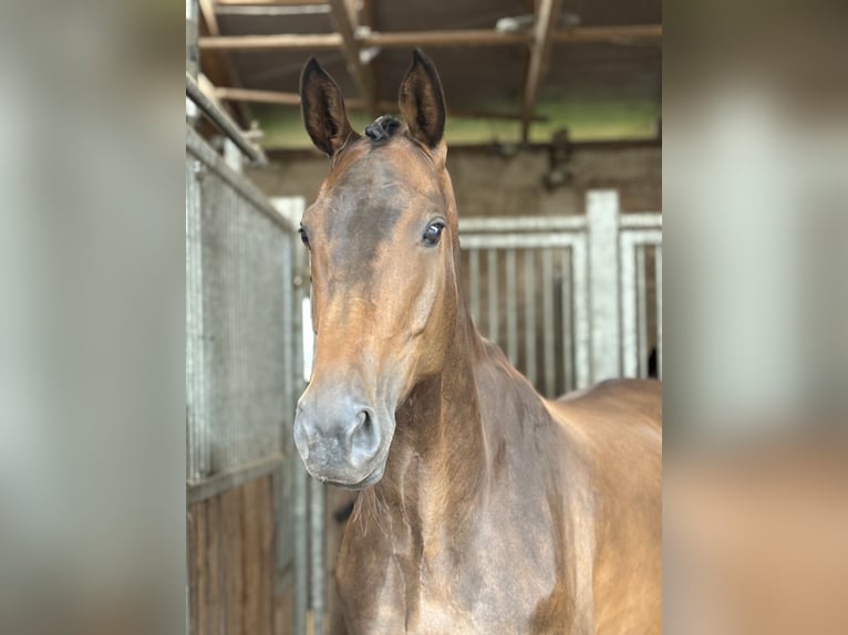 Hanoverian Mare 7 years 16,2 hh Brown in Radbruch