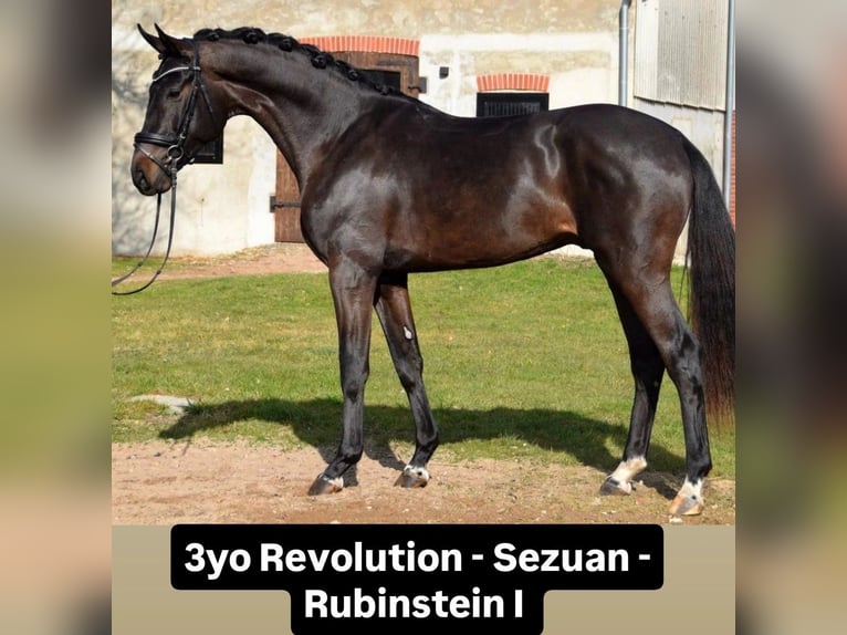 Hanoverian Mare 7 years 16,2 hh Brown in Osten