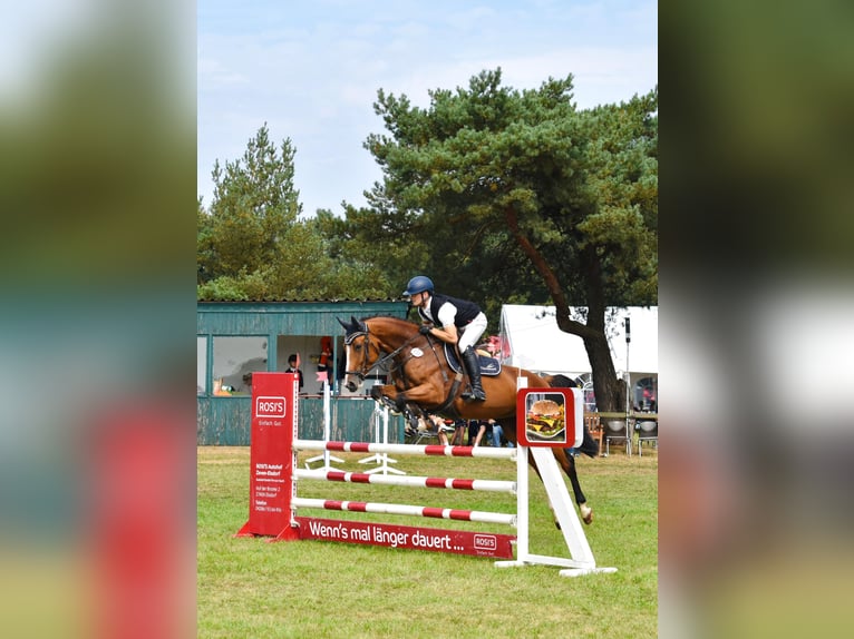 Hanoverian Mare 7 years 16,2 hh Brown in Bremervörde
