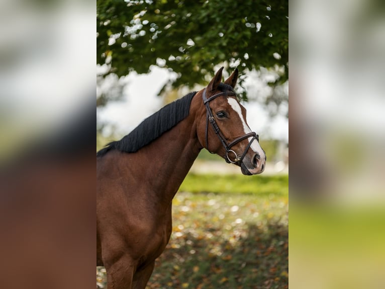 Hanoverian Mare 7 years 16,2 hh Brown in Nettetal