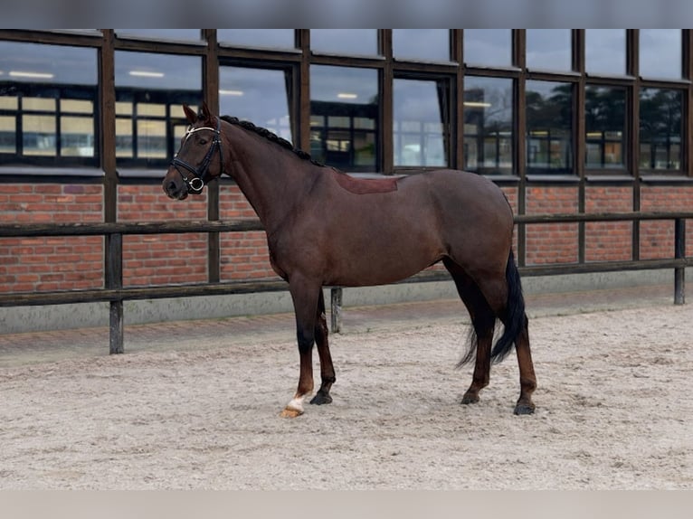 Hanoverian Mare 7 years 16,2 hh Chestnut in Heidesheim am Rhein