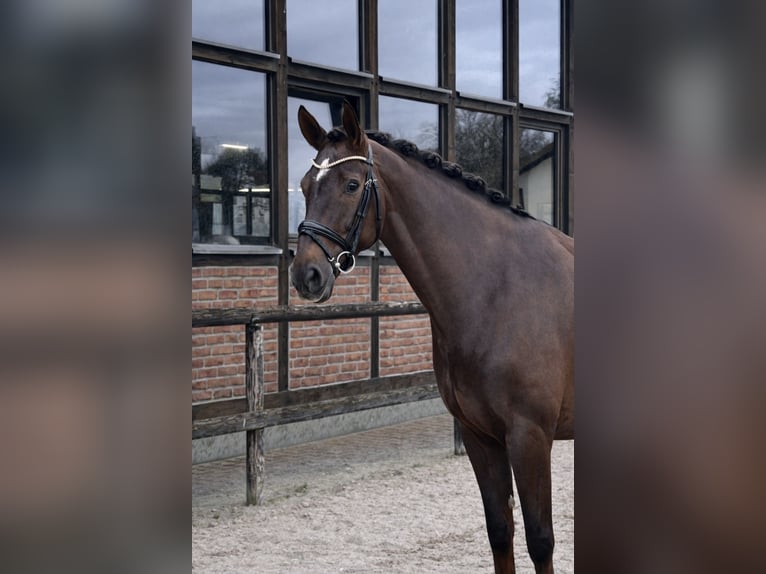 Hanoverian Mare 7 years 16,2 hh Chestnut in Heidesheim am Rhein