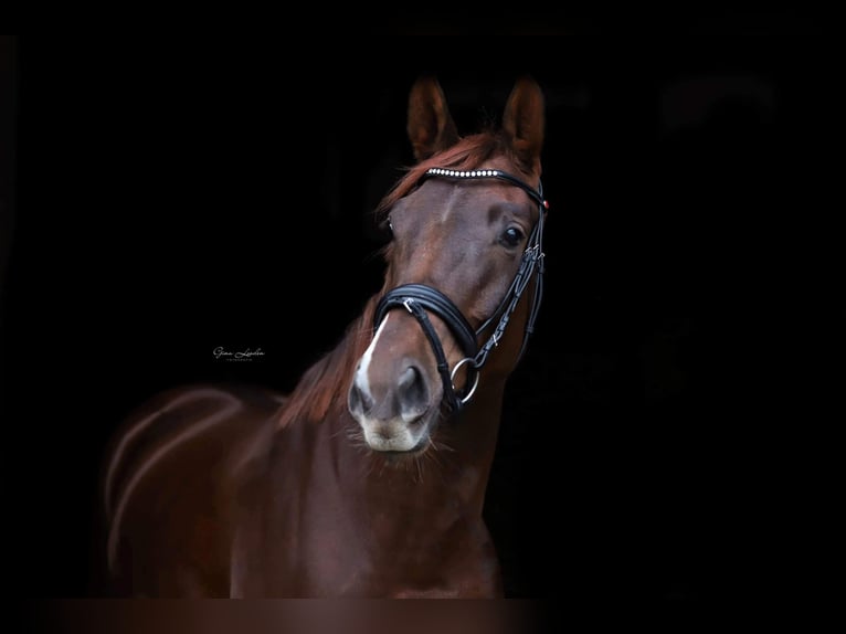 Hanoverian Mare 7 years 16,2 hh Chestnut in Borgercompagnie