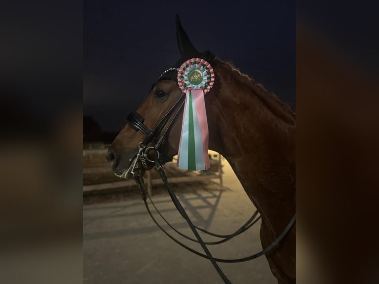 Hanoverian Mare 7 years 16,2 hh Chestnut-Red in Bonn