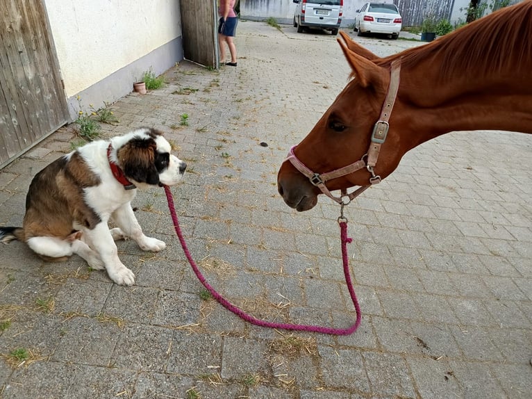 Hanoverian Mare 7 years 16,2 hh Chestnut-Red in Neuenburg am Rhein
