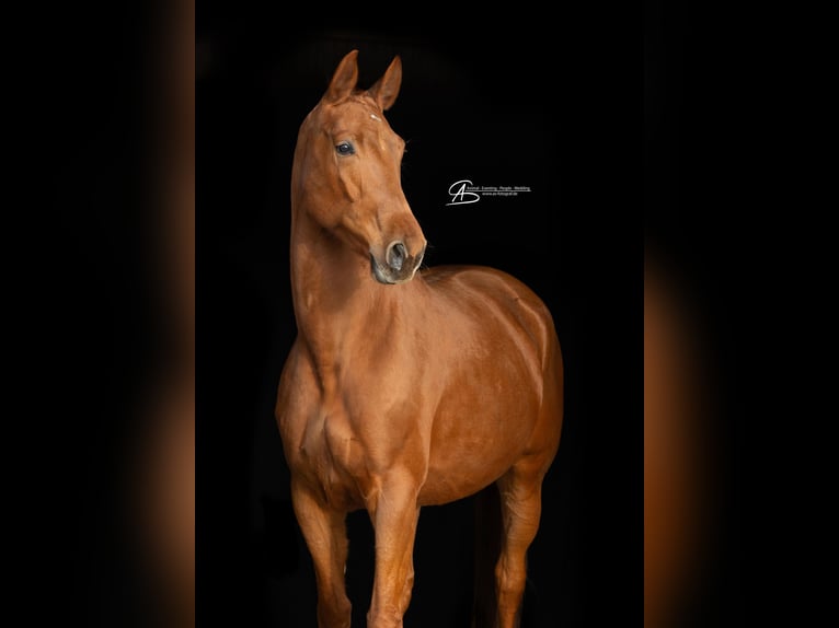 Hanoverian Mare 7 years 16,2 hh Chestnut-Red in Neuenburg am Rhein
