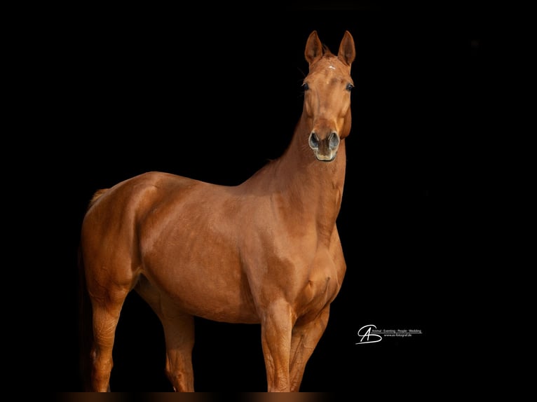 Hanoverian Mare 7 years 16,2 hh Chestnut-Red in Neuenburg am Rhein