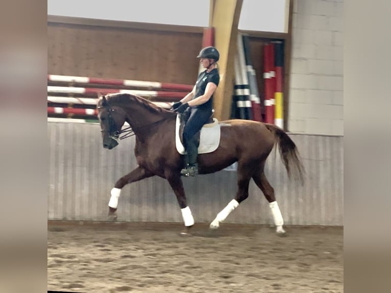 Hanoverian Mare 7 years 16,2 hh Chestnut-Red in Schenklengsfeld