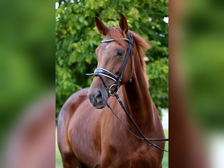 Hanoverian Mare 7 years 16,2 hh Chestnut-Red in Schw&#xE4;bisch Hall