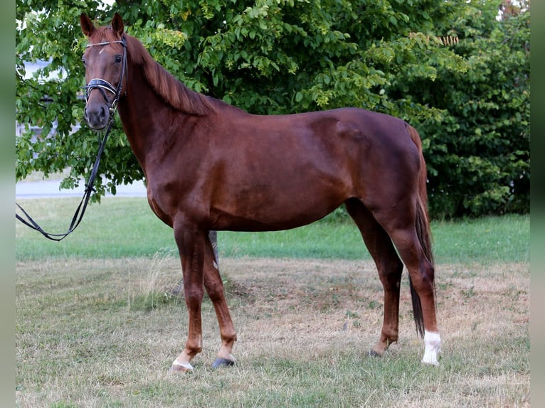 Hanoverian Mare 7 years 16,2 hh Chestnut-Red in Schw&#xE4;bisch Hall