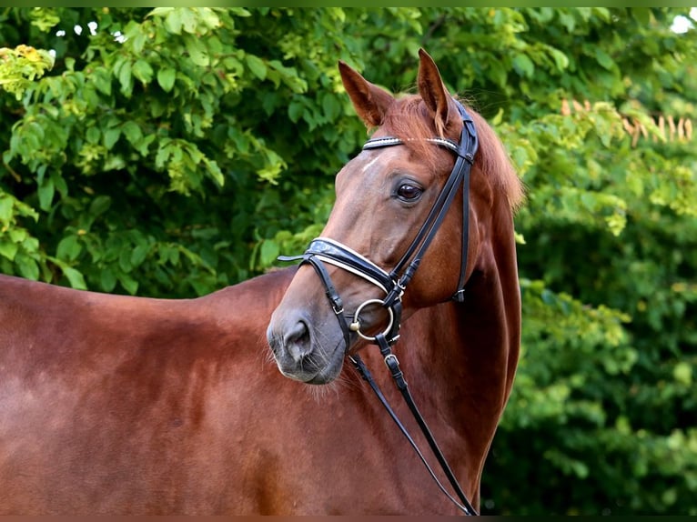 Hanoverian Mare 7 years 16,2 hh Chestnut-Red in Schw&#xE4;bisch Hall