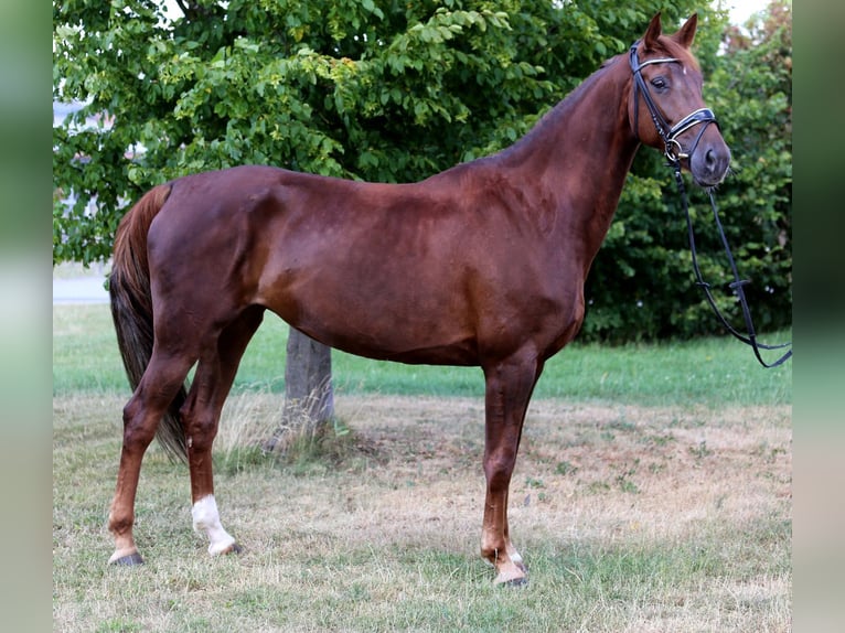 Hanoverian Mare 7 years 16,2 hh Chestnut-Red in Schw&#xE4;bisch Hall