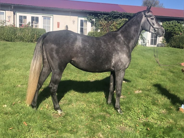 Hanoverian Mare 7 years 16,2 hh Grey in Garbek