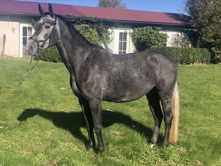 Hanoverian Mare 7 years 16,2 hh Grey in Garbek