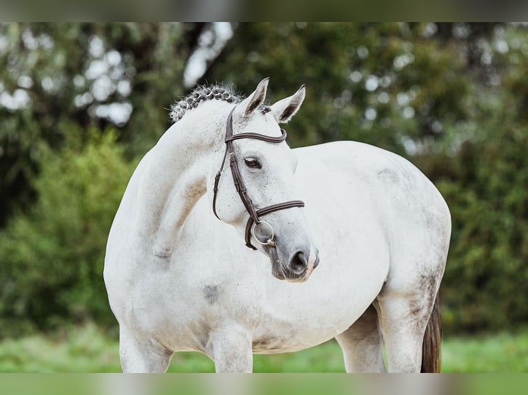 Hanoverian Mare 7 years 16,2 hh Grey in Riedstadt